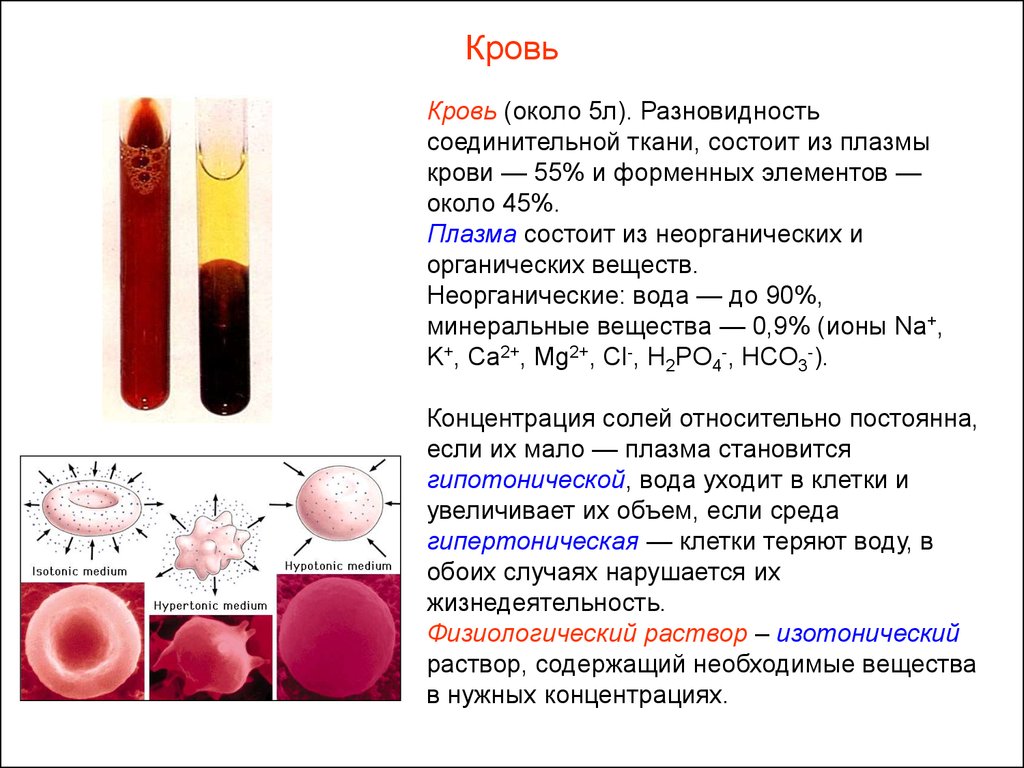 Содержание соли в крови человека. Состав крови и функции форменных элементов крови. Анатомия состав плазмы. Плазма и форменные элементы крови. Состав плазмы крови анатомия.