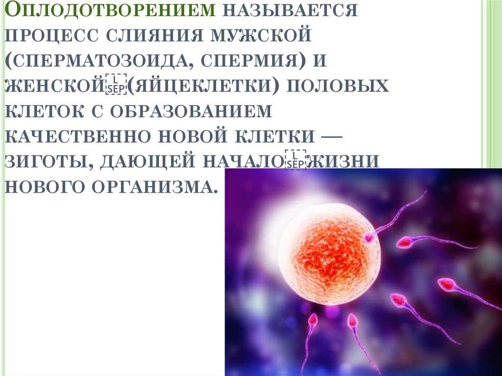 Яйцеклетка образуется в результате. Процесс слияния яйцеклетки и спермия. Процесс оплодотворения клетки. Процесс слияния яйцеклетки и сперматозоида. Яйцеклетка после оплодотворения.