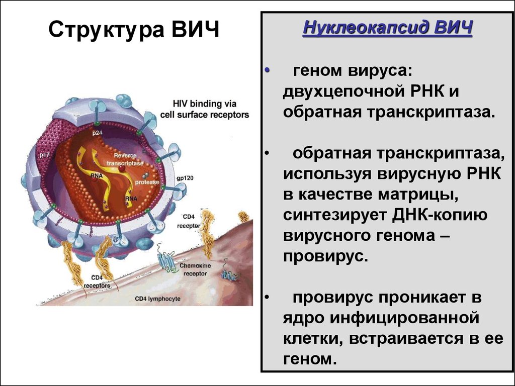 Рнк геномные вирусы. Вирус ВИЧ RNA. Структура нуклеокапсида ВИЧ. Структура вируса ВИЧ. Структура вируса иммунодефицита человека.