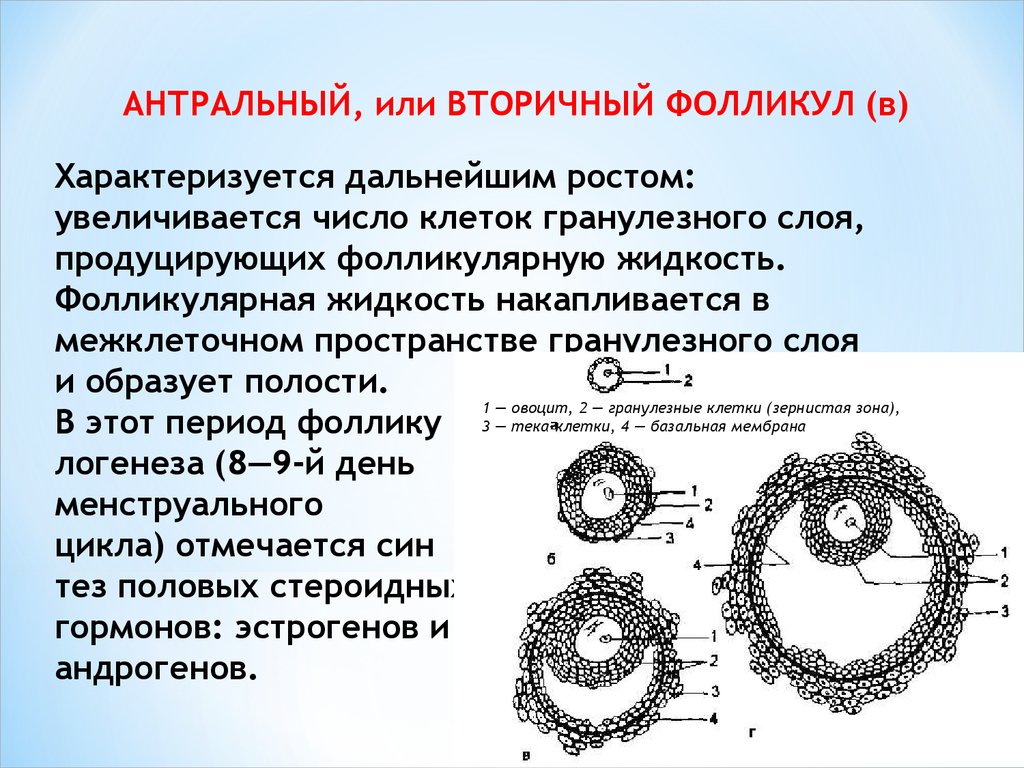 Что такое фолликулы. Примордиальный фолликул и антральный. Примордиальный фолликул состоит из. Антральные фолликулы. Гранулезные клетки фолликула.