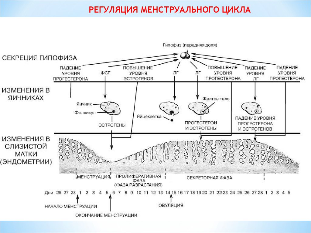 Секреция женских половых гормонов. Эндокринная регуляция менструационного цикла схема. Овариально-менструальный цикл (схема). Фазы менструального цикла схема. Гормональная регуляция менструационного цикла схема.