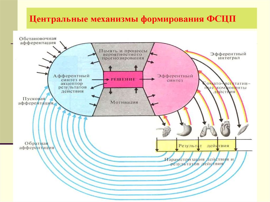 Основные принципы и общая схема организации произвольных движений