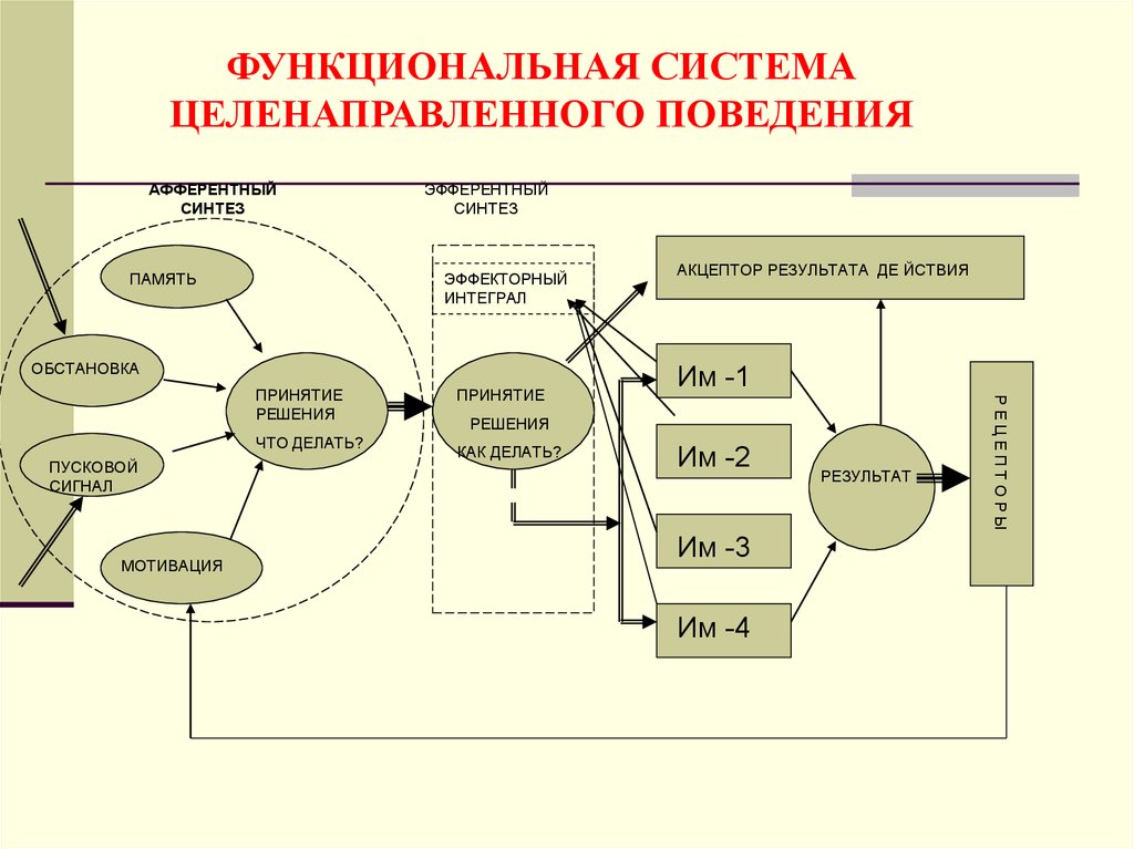 Функциональное поведение. Схема функциональной системы поведения. Строение функциональной системы. Функциональный уровень организации произвольных движений. Схема функциональной системы половые.