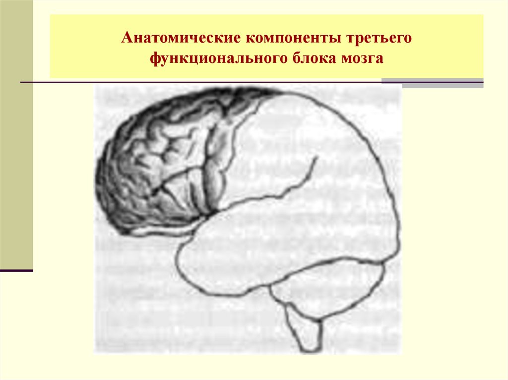 Функциональные блоки лурия. Три блока мозга по Лурия. Ахутина блоки мозга Лурия.