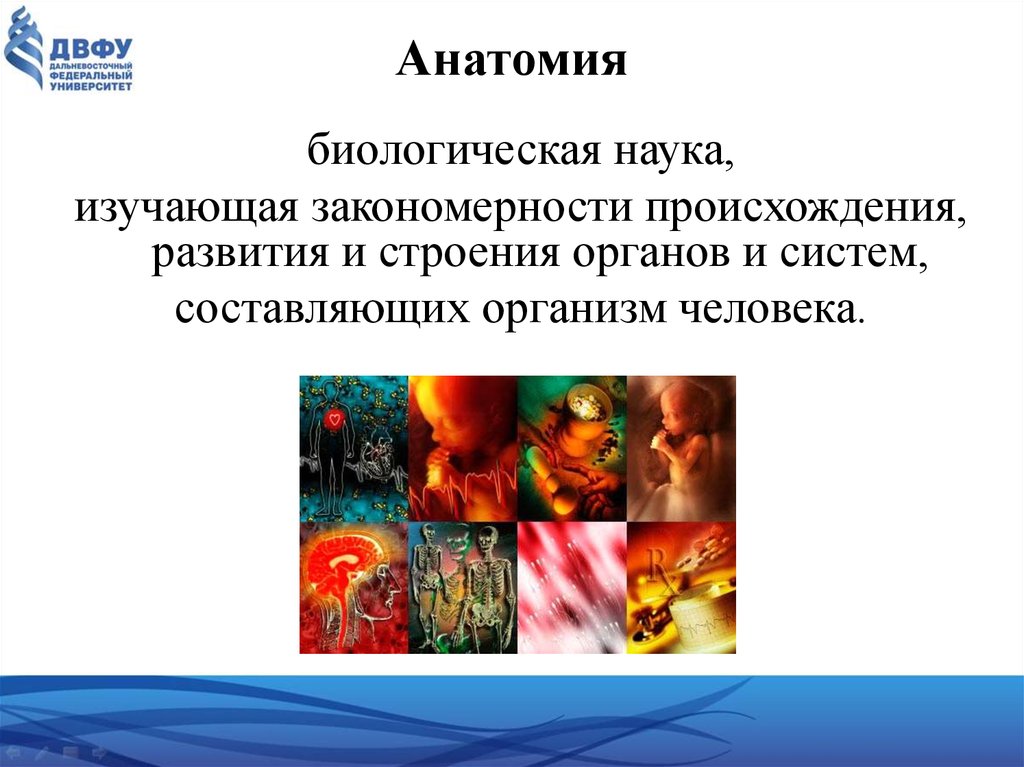 Содержание анатомии. Анатомия человека это наука изучающая. Наука изучающая работу органов человека. Введение в анатомию человека презентация. Анатомия задачи науки биология.