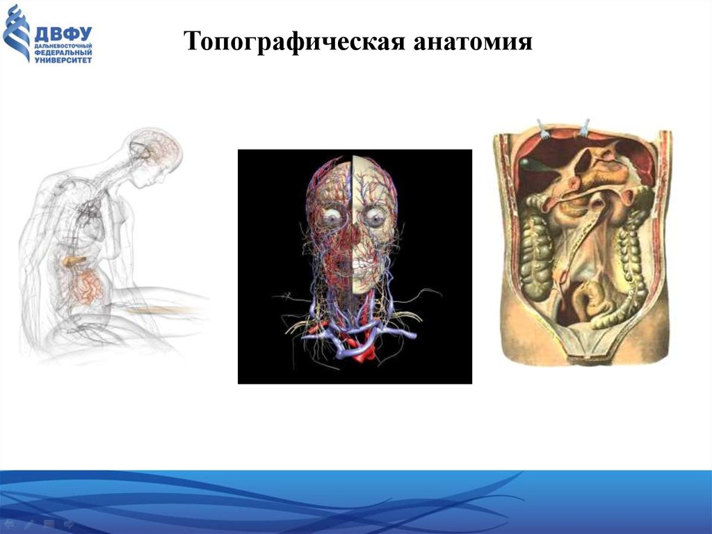 Содержимое человека. Введение в анатомию человека. Топографическая анатомия человека. Введение топографическая анатомия. Интерактивные задания по анатомии.