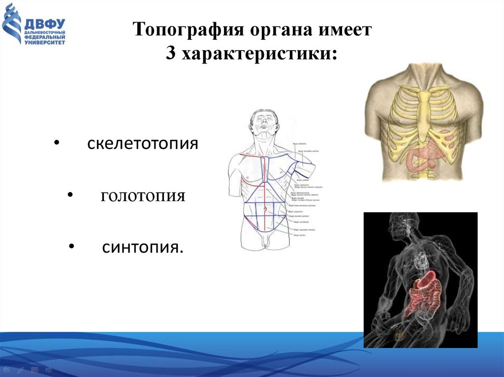 Топография органов. Скелетотопия голотопия. Голотопия, скелетотопия, синтопия органов.. Топография органа голотопия.