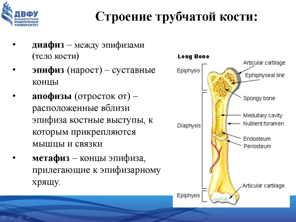 Отделы длинной трубчатой кости