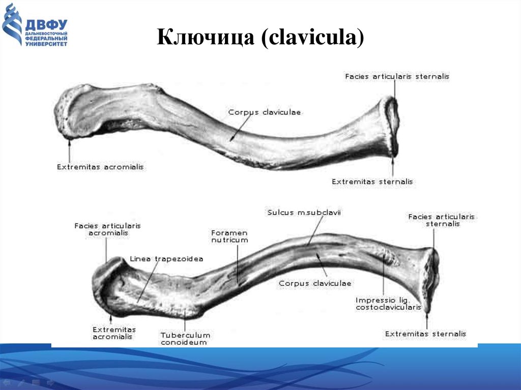 Ключица. Строение ключицы Синельников. Ключица анатомия строение. Строение ключицы на латыни и русском. Ключица кость анатомия.