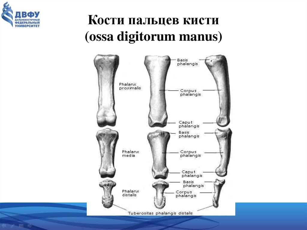 Номер кости. Кости пальцев анатомия человека. Кости кисти (ossa Manus).. Кости фаланги анатомия. Кости фаланг пальцев.