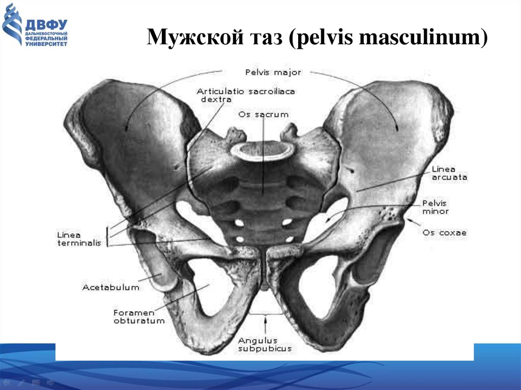 Расширение таза мужчин. Таз анатомия вид сбоку. Таз мужской вид спереди.