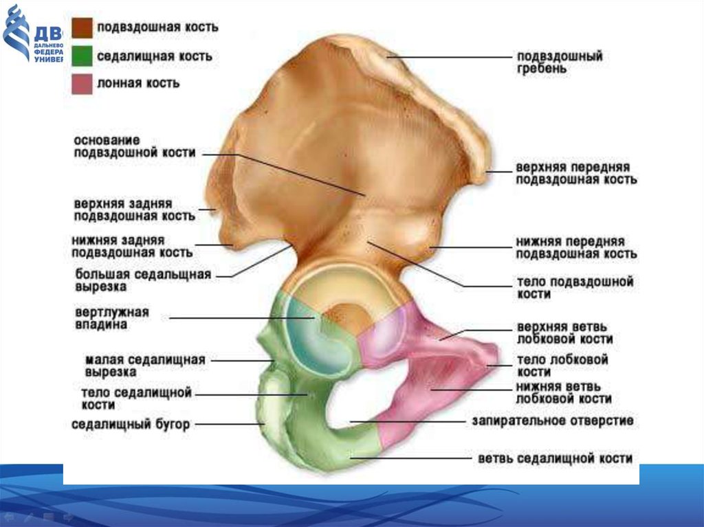 Седалищная кость анатомия фото