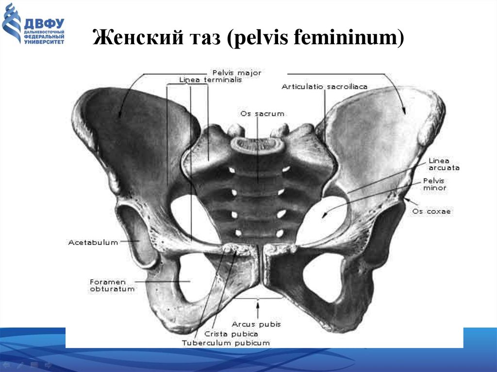 Лобковая область мужчины. Таз анатомия лонное сочленение. Симфиз малого таза. Анатомия малый таз кости. Малый таз скелет.