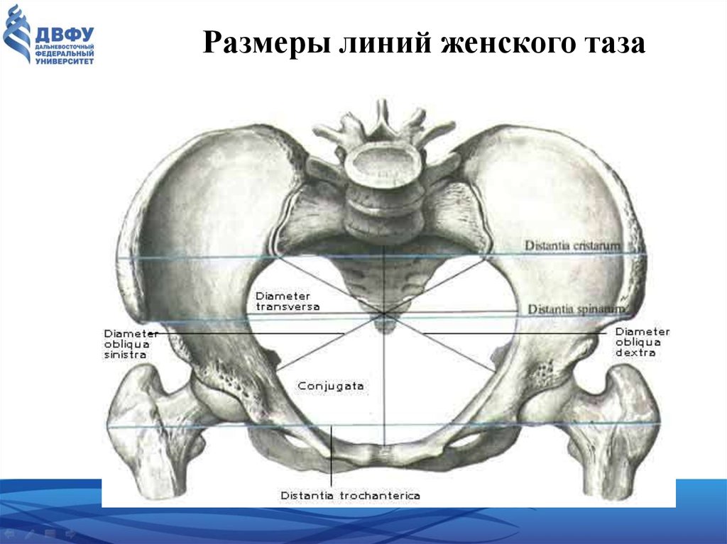 Линия размера. Анатомия женского таза в акушерстве. Безымянная линия таза. Анатомия малого таза Акушерство. Пограничная линия таза анатомия.