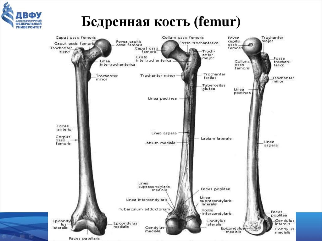 Бедренная анатомия. Бедренная кость анатомия латынь. Анатомия бедренной кости Синельников. Строение бедренной кости анатомия на латыни. Бедренная кость анатомия Синельников.