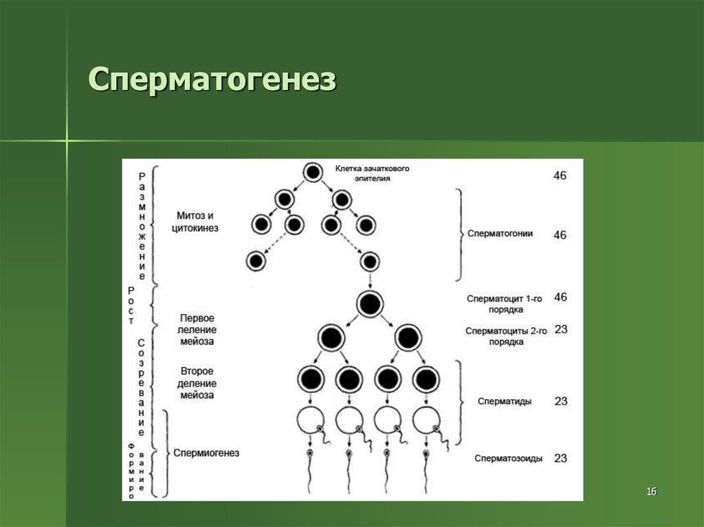 Клетку называют сперматоцитов ii порядка. Схема процесса сперматогенеза. Этапы сперматогенеза схема. Фазы сперматогенеза схема. Период формирования сперматогенез.