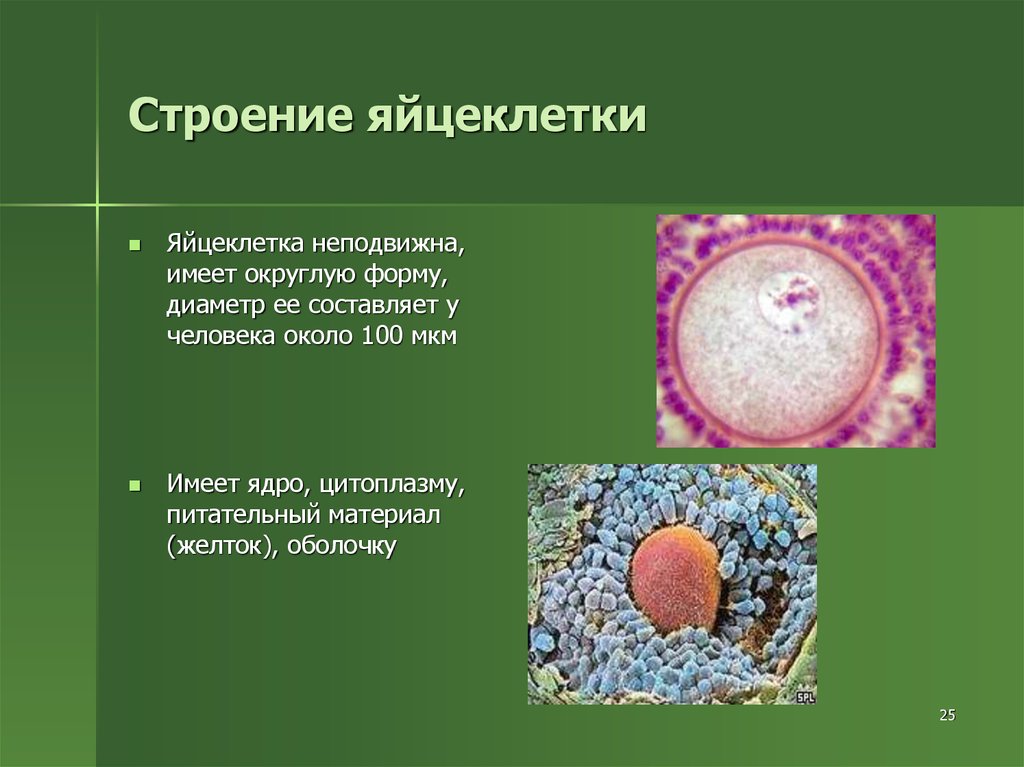 Яйцеклетка. Строение яйцеклетки КРС. Яйцеклетка строение и функции. Строение ядра яйцеклетки. Структура яйцеклетки.