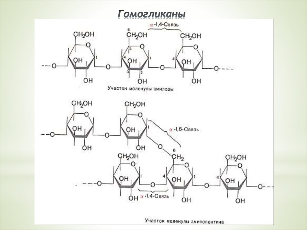 Схема образования амилозы