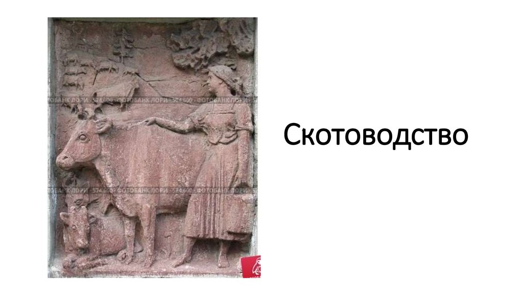 Скотоводство