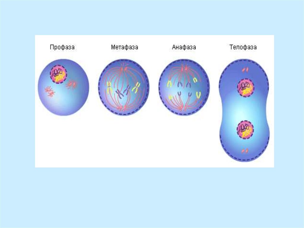 Какая область науки изучает деление клетки