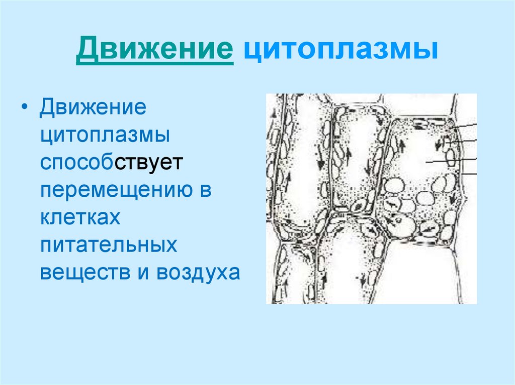 5 цитоплазма. Биология 5 класс движение цитоплазмы в клетках листа элодеи. Движение цитоплазмы клетки 5 класс биология. Направление движения цитоплазмы в клетке листа элодеи. Движение цитоплазмы в клетках листа элодеи.