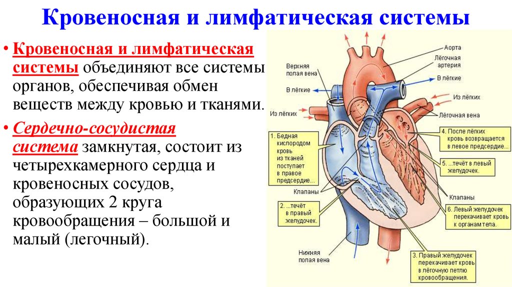 Какие функции выполняет кровообращение. Лимфатическая система таблица 8 класс. Кровеносная система сердце строение и функции. Сердечно сосудистая и лимфатическая система. Схема связи кровообращения и лимфообращения.