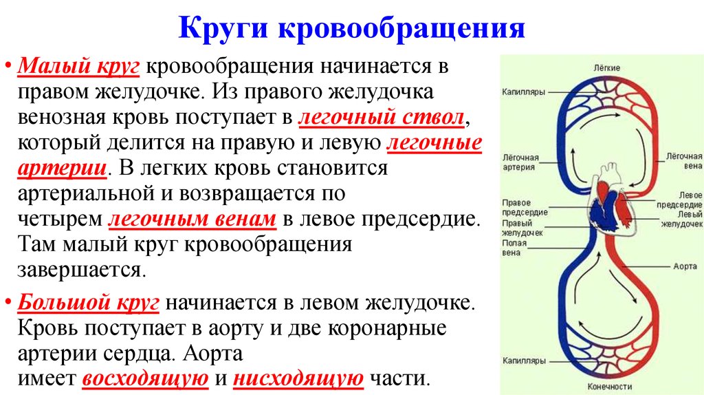 Сосуды кругов кровообращения. Охарактеризуйте большой и малый круги кровообращения. Большой и малый круг кровообращения схема кратко. Большой и малый круг кровообращения описание. Круги кровообращения кратко и понятно.