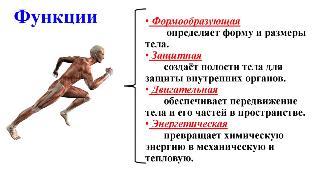 Защитные функции организма презентация