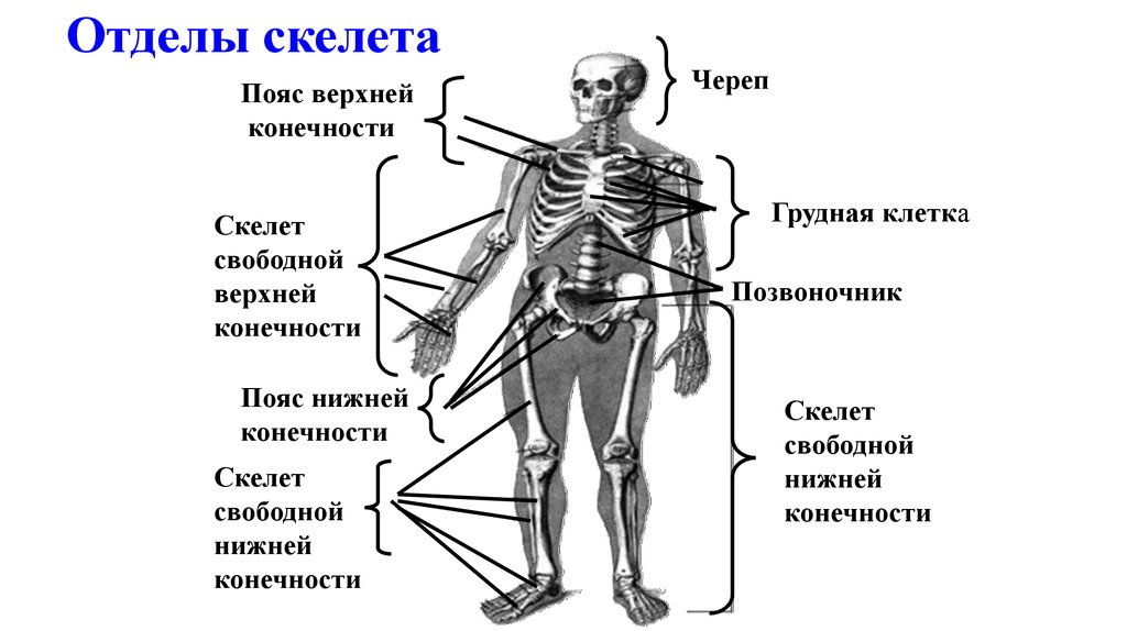 Подпишите отделы скелета. Отдел скелета строение функция. Строение скелета отделы скелета. Назови основные отделы скелета человека. Назовите и охарактеризуйте основные отделы скелета человека..