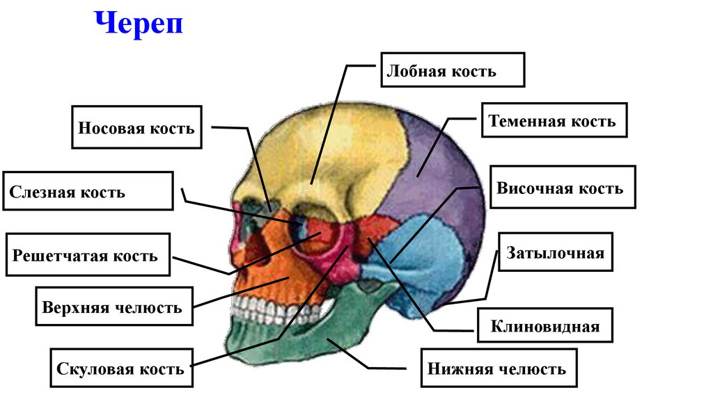 Лобная и теменная кость. Строение теменной кости черепа человека. Клиновидная и решетчатая кость черепа. Мозговой отдел черепа решетчатая кость. Теменная кость черепа строение.