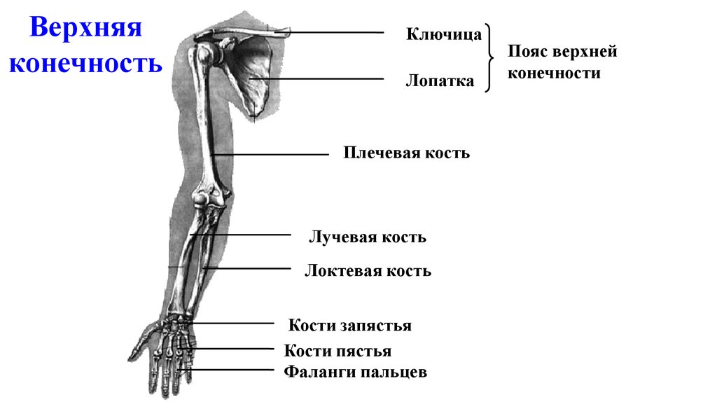 Найдите и назовите отделы свободной конечности. Из каких костей состоит пояс верхних конечностей. Строение пояса верхних конечностей анатомия. Строение костей верхней конечности человека. Пояс свободных верхних конечностей анатомия.