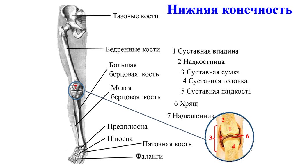 Берцовая и подвздошная кость