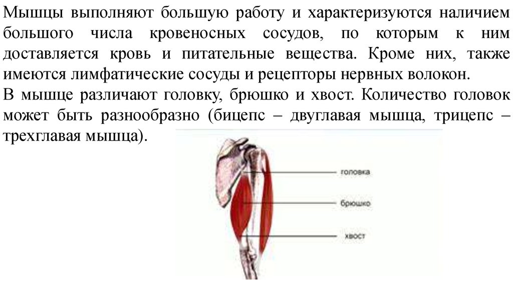 Какую функцию выполняют мышцы. Какую работу выполняют мышцы. Питательные вещества для мышц. Какую работу выполняют мышцы в организме человека. Мышцы человеческого тела характеризуются.