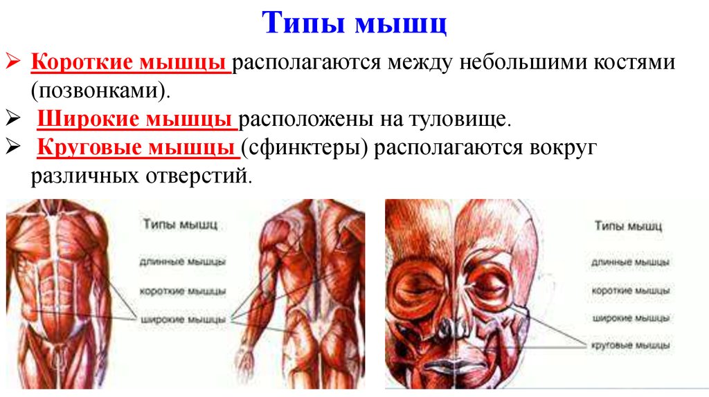 Какие виды мышц. Типы мышц. Мышцы типы мышц. Короткие мышцы расположены. Широкие и короткие мышцы.