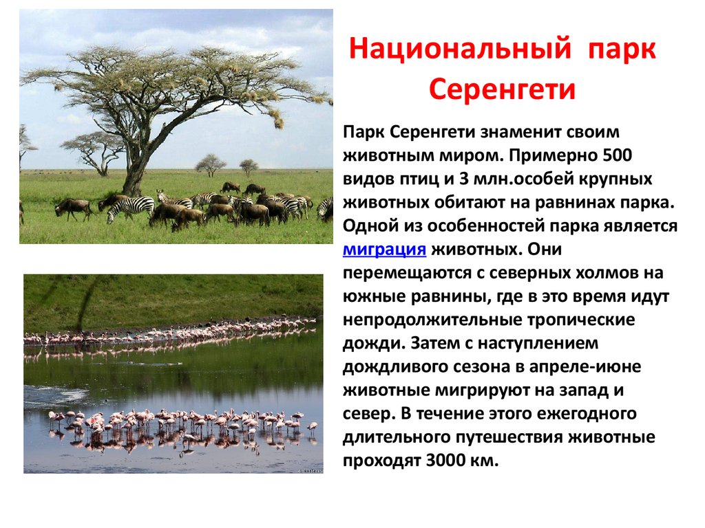 Парк доклад. Национальный парк Серенгети Танзания всемирное наследие. Национальный парк Серенгети проект. Национальный парк Серенгети Танзания 4 класс. Национальный парк Серенгети это культурное или природное наследие.