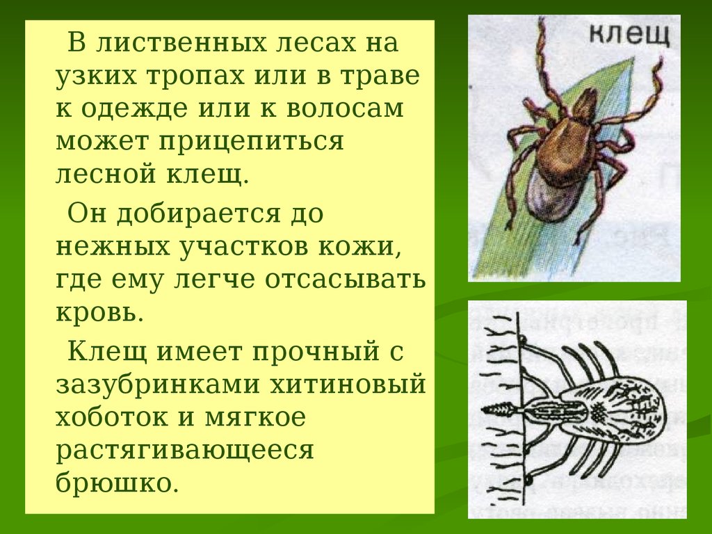 Презентация обж клещи