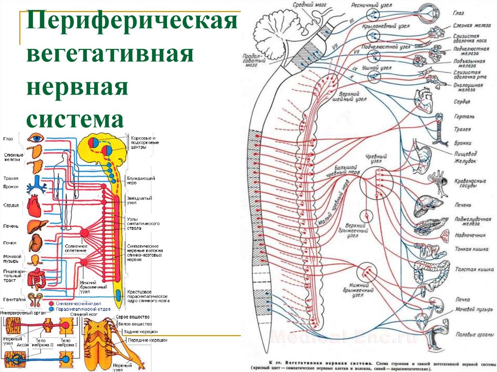 Центр периферическая нервной системы