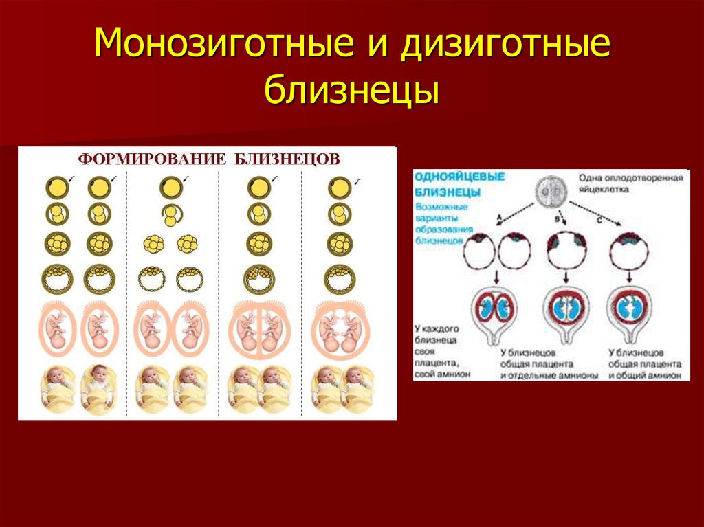 Однояйцевые близнецы пол