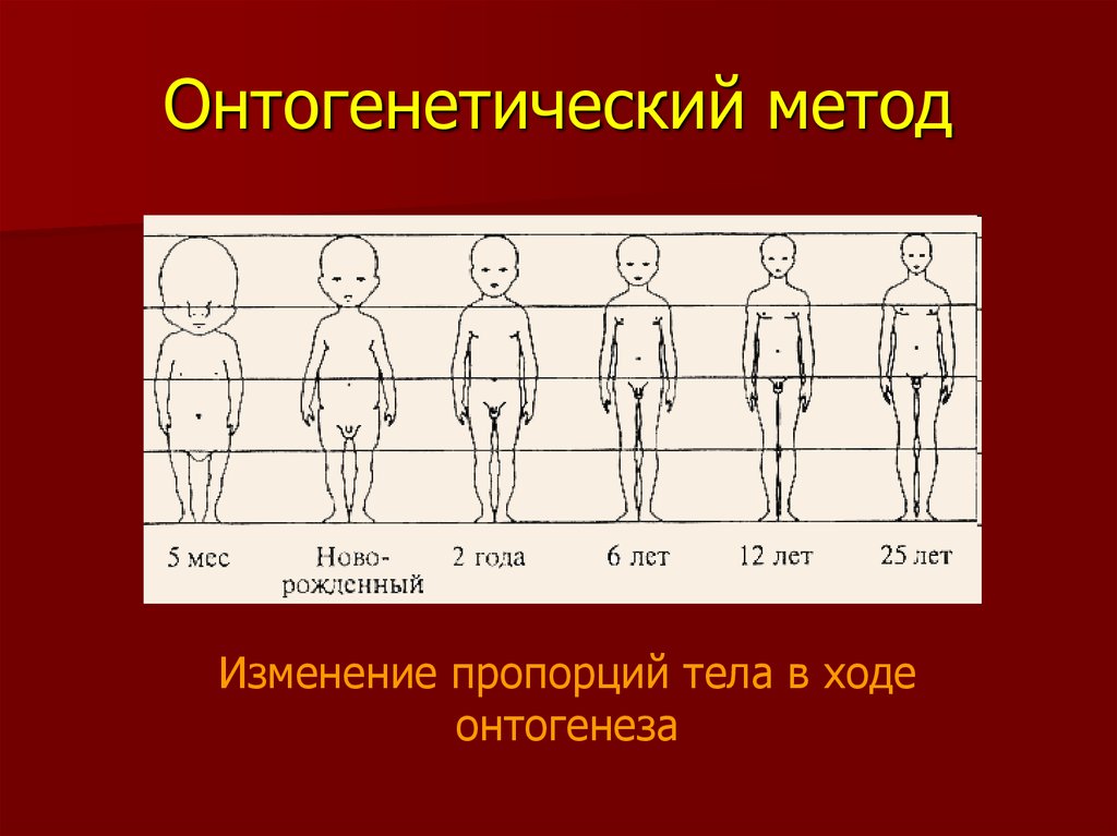 Филогенетические координации и онтогенетические корреляции