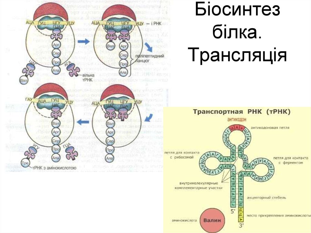 Биосинтез белка относится. Биосинтез белка. Биосинтез белка схема. Трансляция ТРНК. Схема биосинтеза.