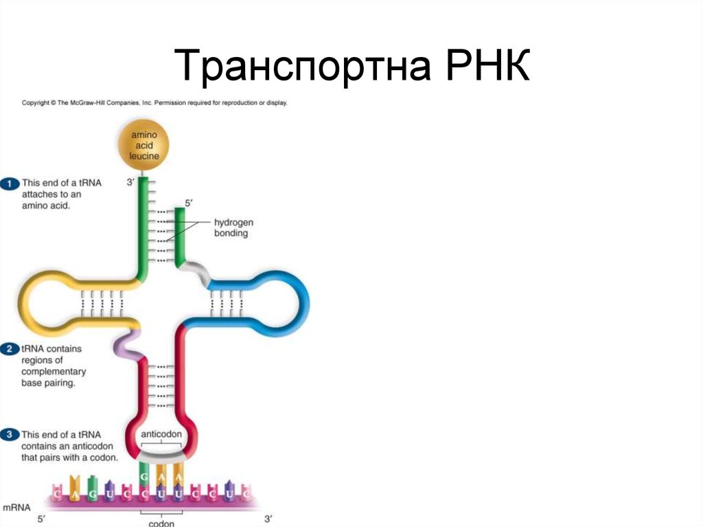 Система рнк. Транспортная РНК 3д модель. Центральная петля транспортной РНК. Центральная петля ТРНК И РНК. Транспортная РНК это 9 класс биология.