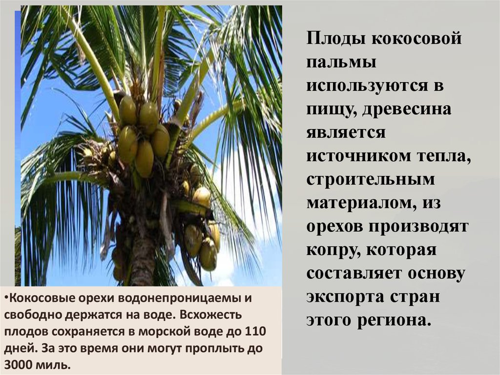 Буду пальмой текст. Плод кокосовой пальмы. Строение плода кокосовой пальмы. Распространение кокосовой пальмы. Кокосовая Пальма распространение семян.