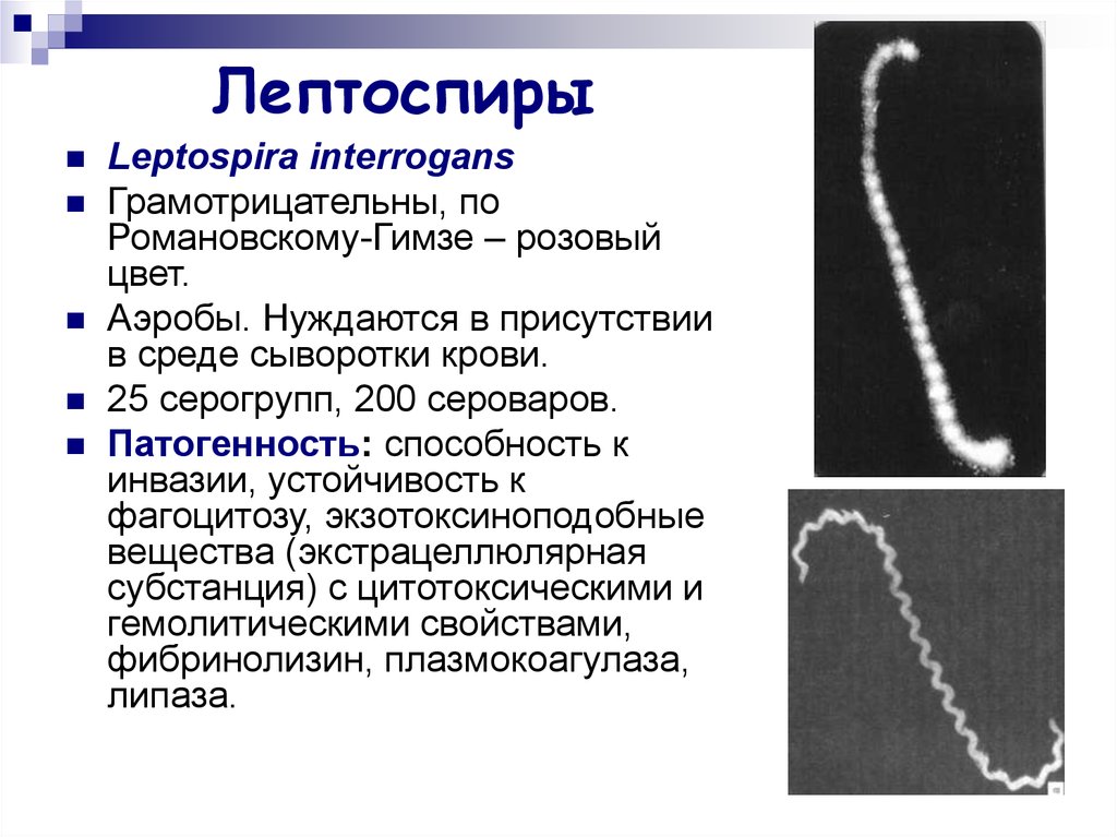 Спирохеты микробиология презентация