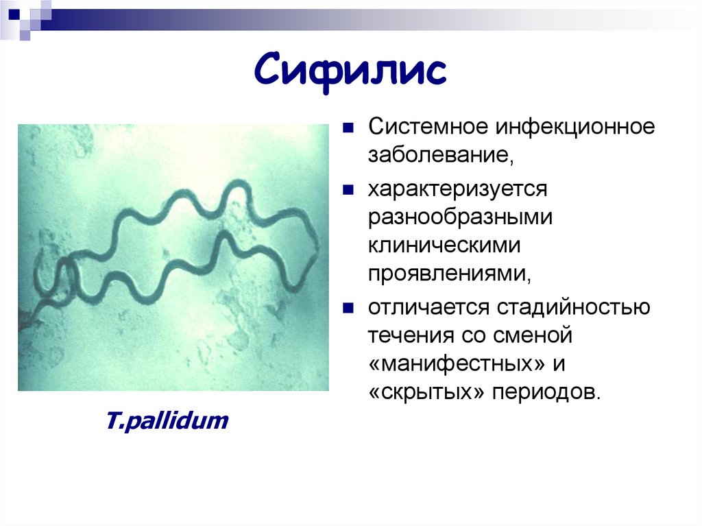 Заболевания вызываемые трепонемой. Бледная трепонема микробиология. Treponema pallidum микробиология. Спирохеты бактерии болезни.