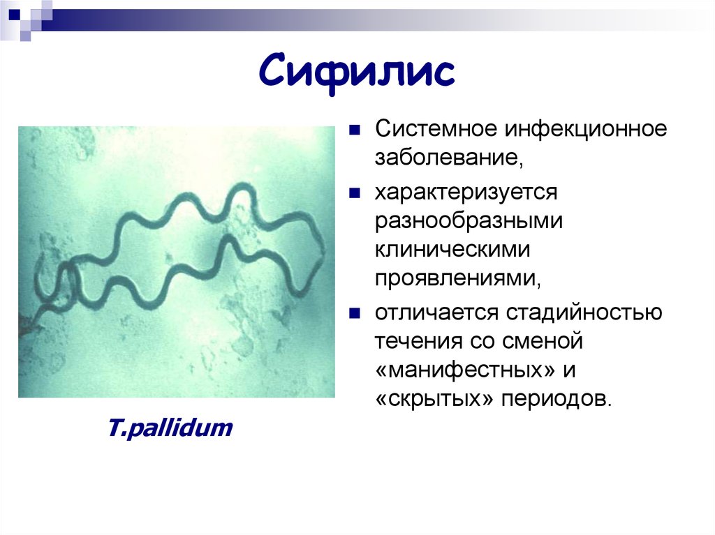 Трепонема это