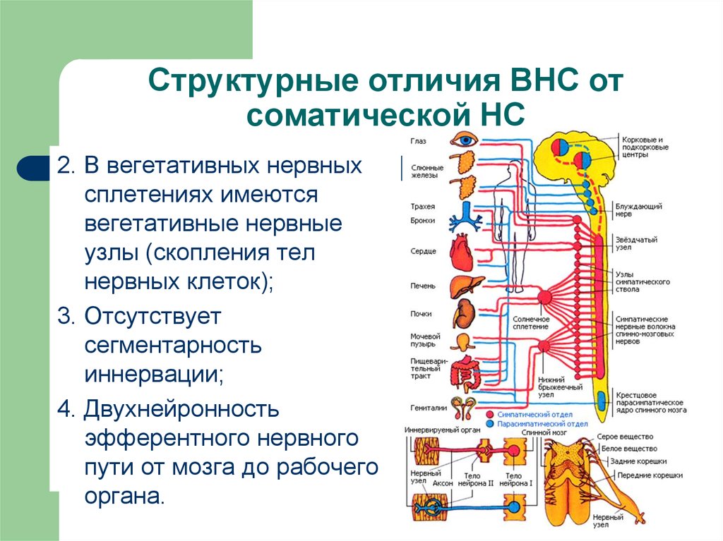 Иннервируемые органы соматической нервной. Сплетения вегетативной нервной системы таблица. Вегетативная нервная система анатомия строение узлы. Центры и области вегетативной иннервации. Вегетативная нервная система схема иннервации органов.