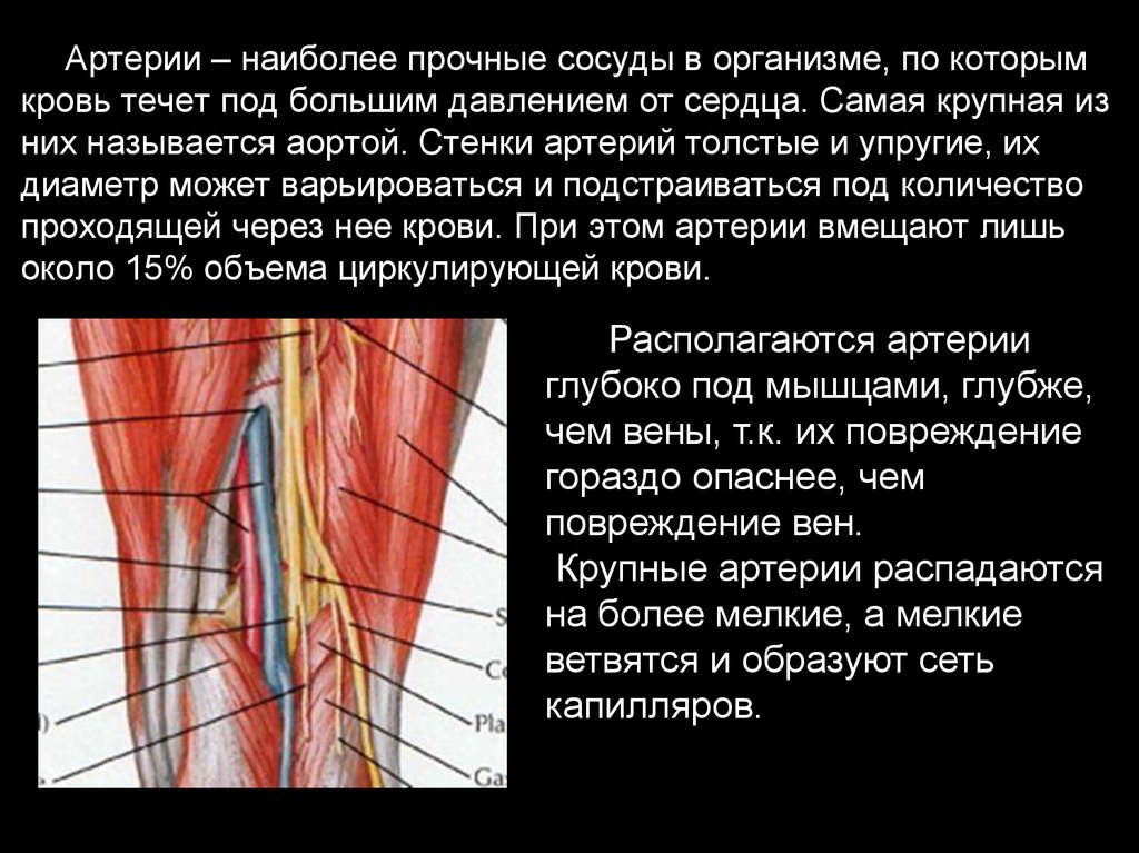 Толстая стенка сосуда. Артериальная стенка. Стенки артерий упругие.