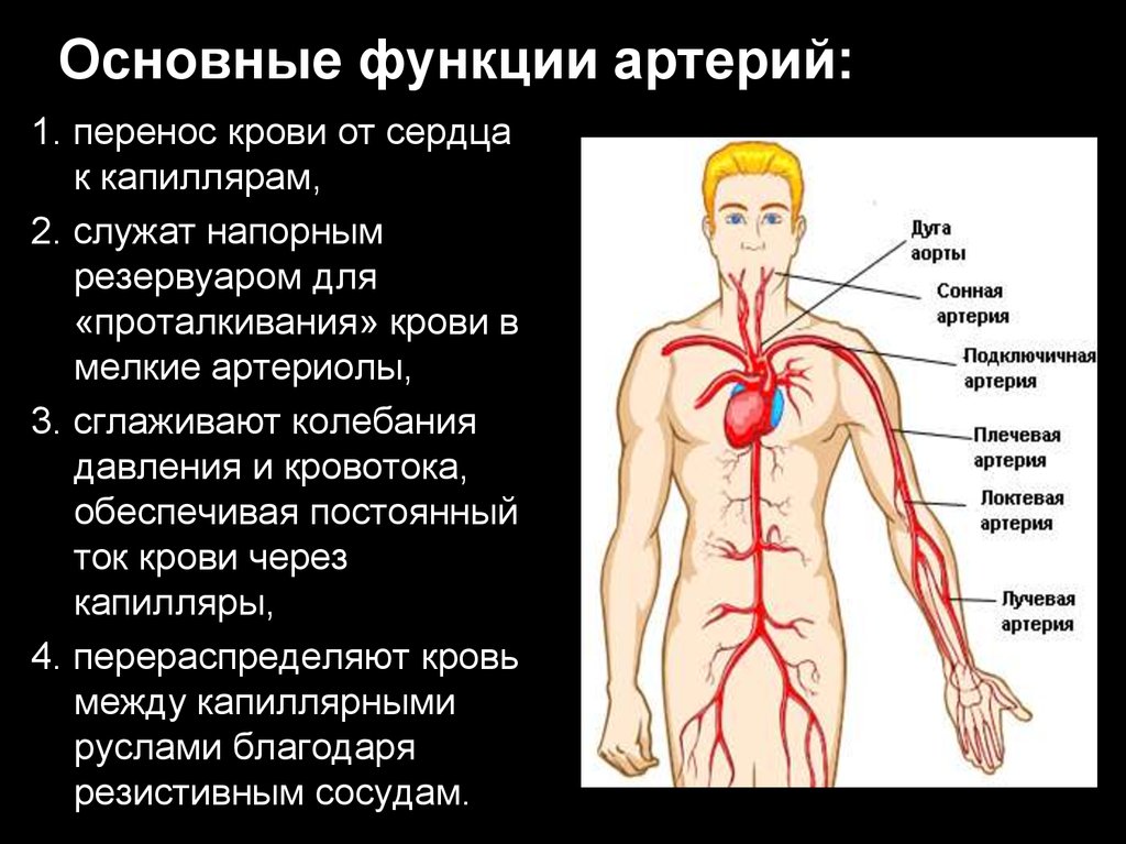 Какую функцию выполняет артерия в процессе кровообращения. Артерии. Функции артерий. Функции артерии человека. Основные функции артерий.