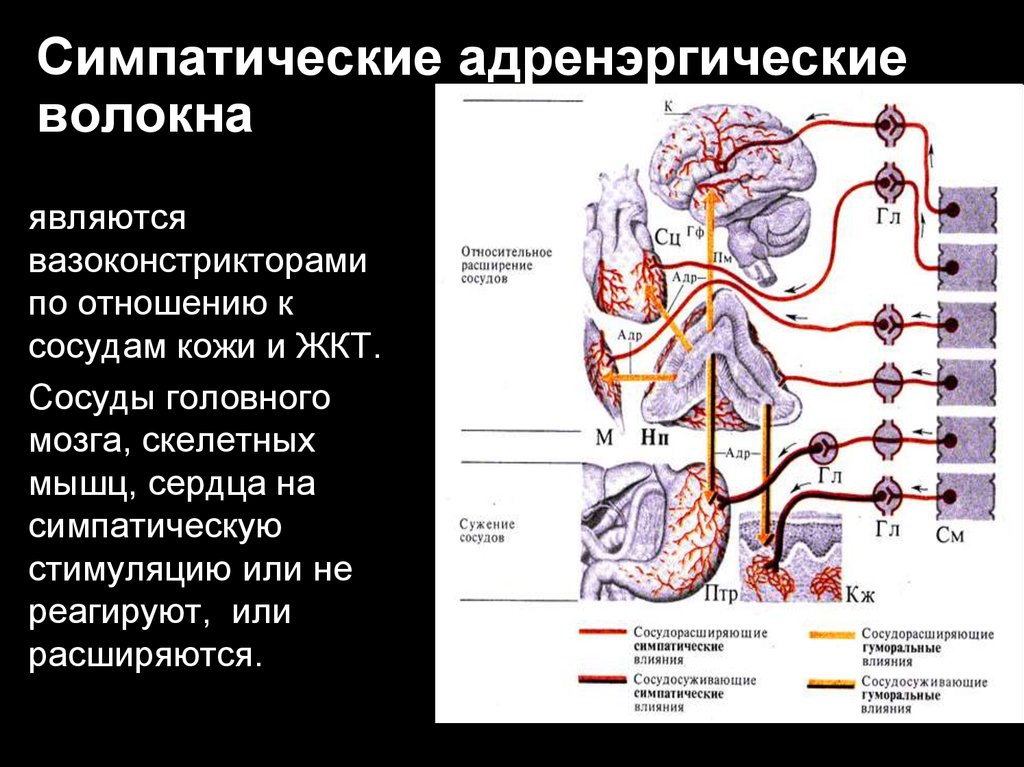 Симпатические нервы. Адренергические симпатические нервные волокна. Симпатические адренергические сосудосуживающие волокна. Физиология сосудов. Постганглионарные симпатические волокна.