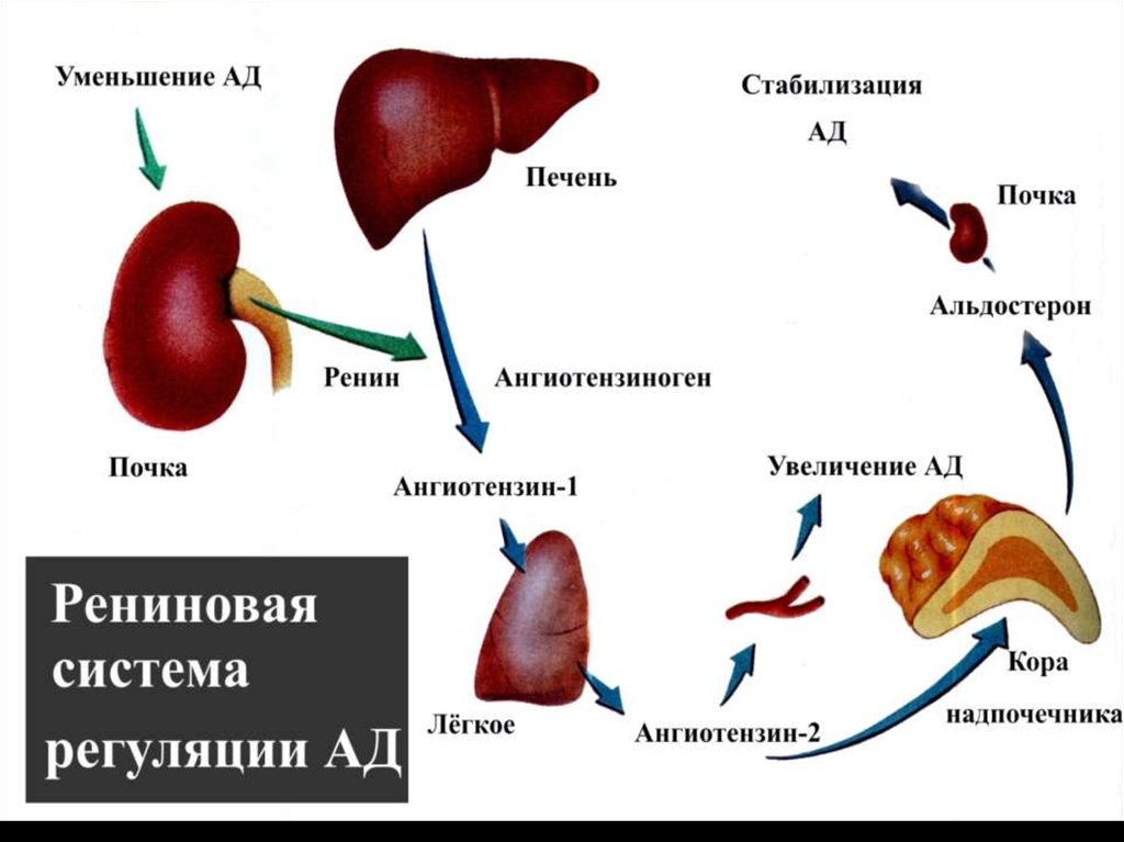 Схема раас биохимия